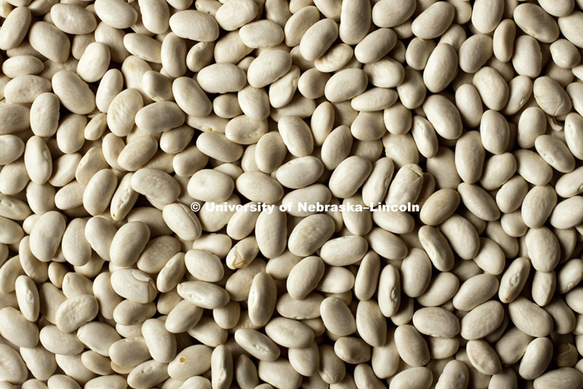 Great Northern Beans photographed in studio. 110726, Photo by Craig Chandler / University Communications