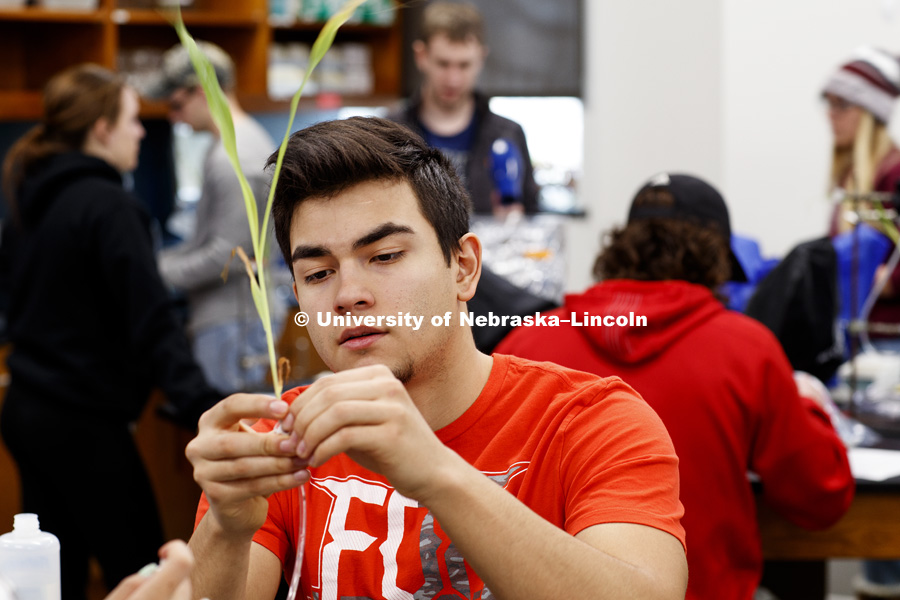 Jon Regalado attaches a plant to a water-filled tube as part of his group experiment to measure photosynthesis. Students in LIFE 121L - Fundamentals of Biology 2 Laboratory, taught by Altangerel "Auggie" Tsogtsaikhan, graduate student in biological