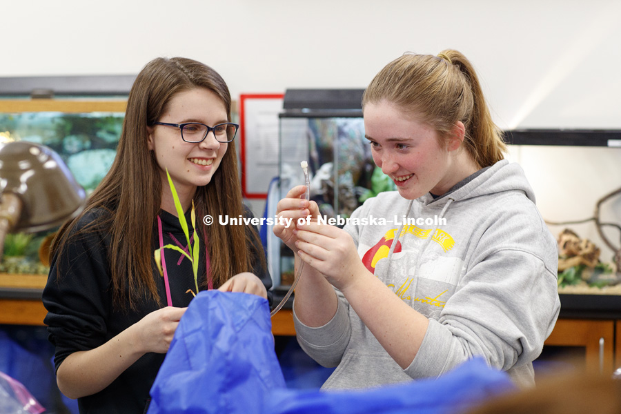 Allison Ediger and Abigail Thacker work to get air bubbles out of a water-filled tube connected to a plant as part of their group experiment to measure photosynthesis. Students in LIFE 121L - Fundamentals of Biology 2 Laboratory, taught by Altangerel 