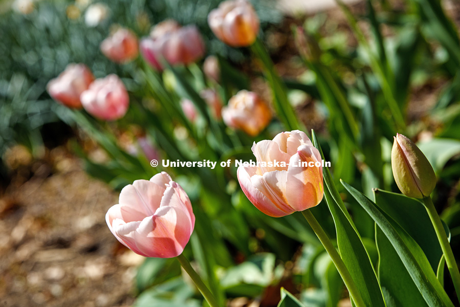 Flowers including tulips herald spring at the Maxwell Arboretum on University of Nebraska-Lincoln east campus. April 11, 2017. Photo by Craig Chandler / University Communication.