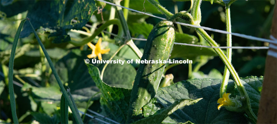 Cucumber plants growing in the garden plots at Cooper Farm in Omaha, Nebraska. July 22, 2020. Photo by Gregory Nathan / University Communication.