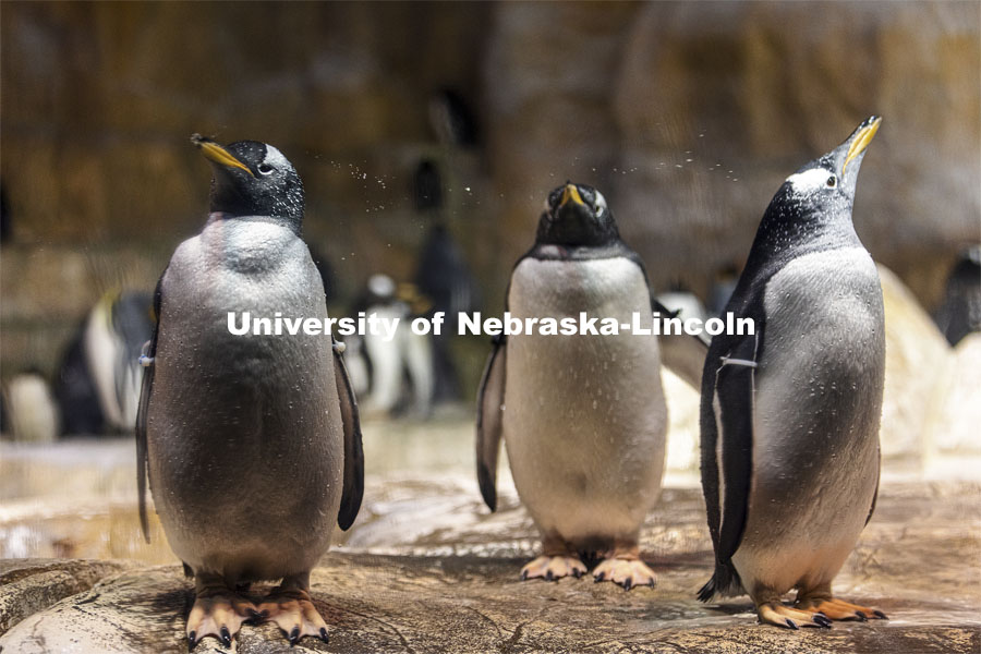 Pictured; gentoo penguins on rocks. Jay Storz and post-doc Anthony Signore are publishing a paper about Emperor Penguins diving abilities. The two are shown with penguins at Henry Doorly Zoo in Omaha. March 17, 2021. Photo by Craig Chandler / University Communication.