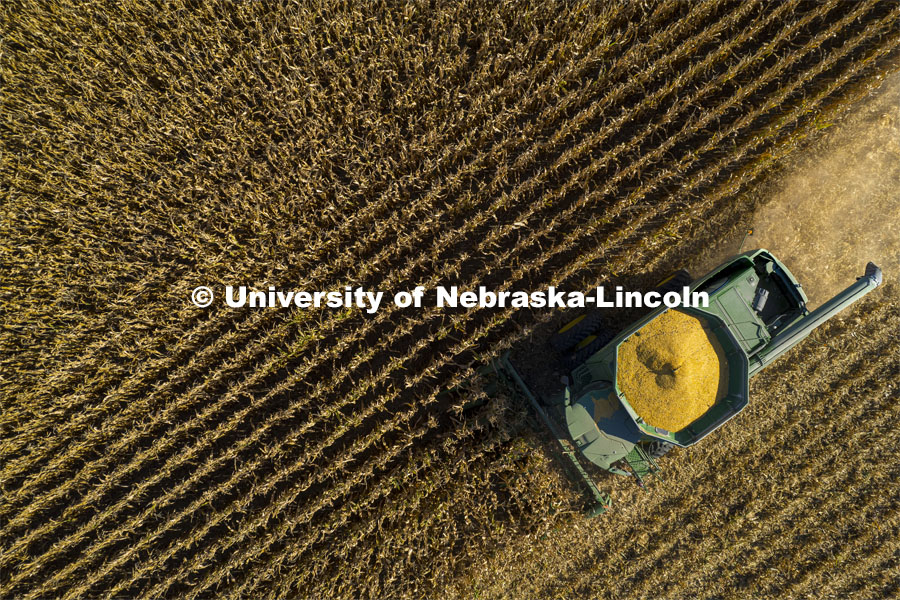 Corn is harvested southeast of Lincoln Monday morning. September 27, 2021. Photo by Craig Chandler / University Communication.