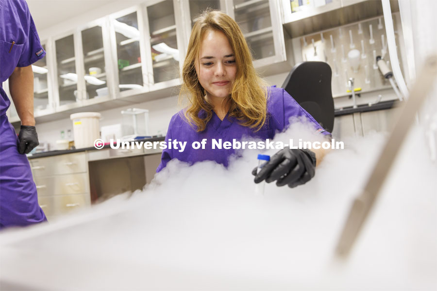 Dulcie Archuleta, a student at Nebraska Wesleyan, holds a sample as dry ice steam swirls around her. She is part of the Crop-To-Food Research and Extension Experiences for Undergraduates summer program at Nebraska and is working in the Nebraska Gnotobiotic Mouse Program. August 2, 2022. Photo by Craig Chandler / University Communication.