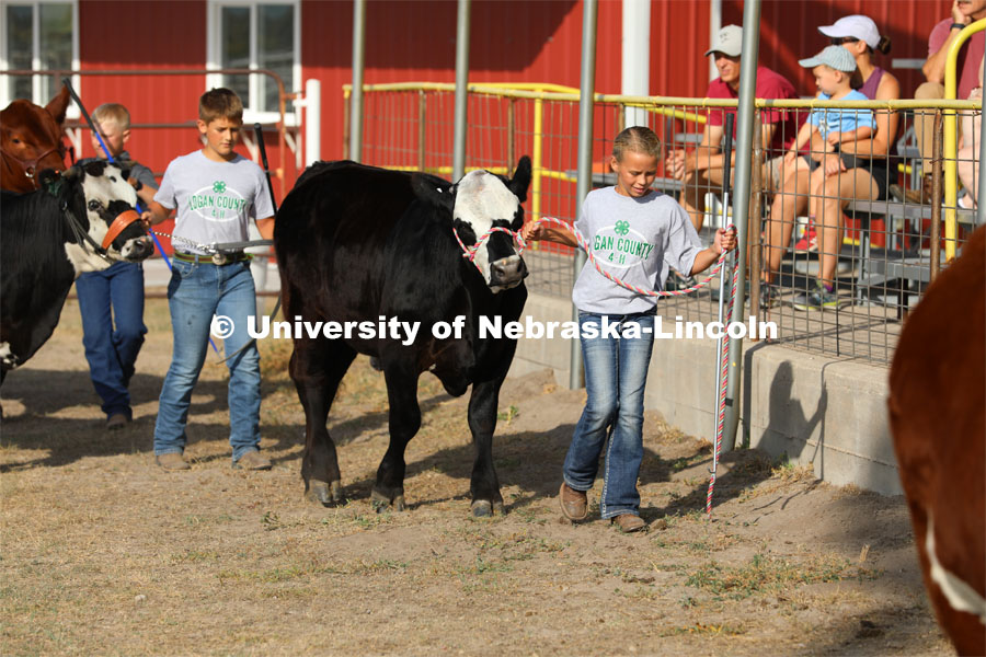 Showing cattle at the 4-H Logan County Fair in Stapleton, Nebraska. August 11, 2022. Photo by Natalie Jones / IANR Media.