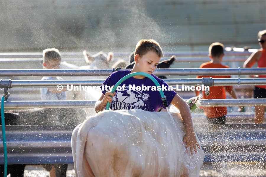 A fair goer washes his calf as he readies it for show. 4H/FFA Beef Show at the Gage County Fair and Expo in Beatrice. July 28, 2023. Photo by Craig Chandler / University Communication.
