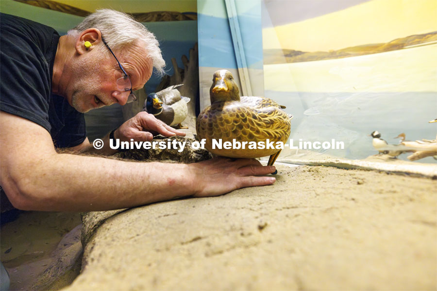 Joel Nielsen, Exhibit Specialist with the University of Nebraska State Museum, works to remove a duck embedded as part of a first-floor exhibit in Morrill Hall. The ducks need to be removed to give the workers access to replace the exhibit glass. Workers are rushing to finish renovations to improve accessibility and better protect its exhibits and research specimens so the University of Nebraska State Museum and Mueller Planetarium can reopen to the public on March 15, 2024. March 4, 2024. Photo by Craig Chandler / University Communication and Marketing.