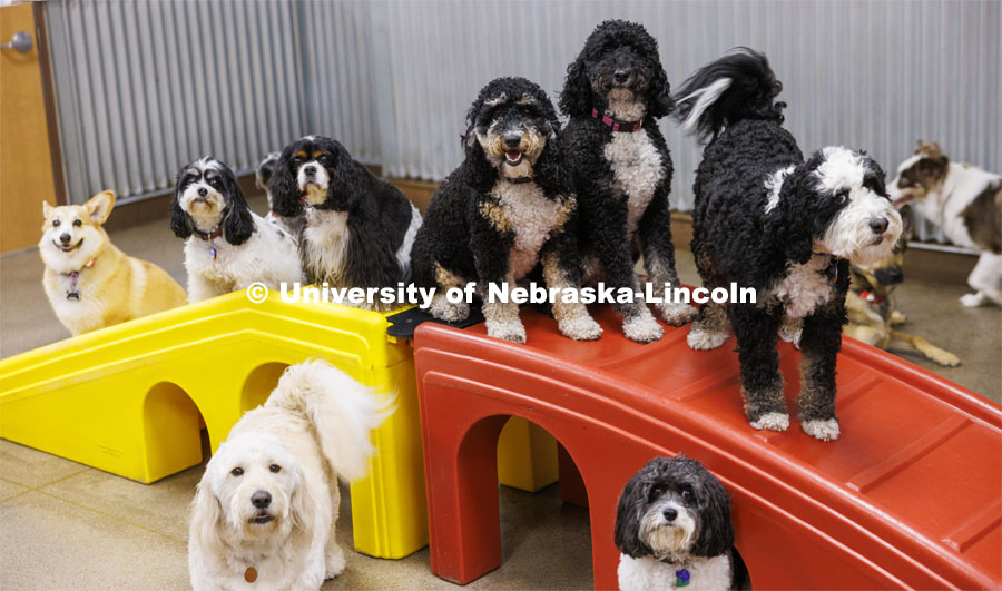 The dogs at Camp Bow Wow pose together for a photo. Jeffrey Stevens, Professor of Psychology, is working with the ManyDogs consortium, a world-wide group seeking to have larger data sets of canine information. Stevens is photographed at Camp Bow Wow surrounded by a bunch of dogs. March 14, 2024. Photo by Craig Chandler / University Communication and Marketing.