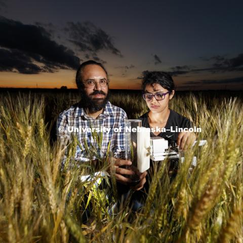 Harkamal Walia and Jaspreet Kaur Sandhu, a graduate research assistant, measure the carbon being expired by a head of wheat. Walia's research involves measuring the amount of energy a plant uses at night and the relationship how increasing temperatures forces plants to spend less energy producing grain. June 26, 2018. Photo by Craig Chandler / University Communication.