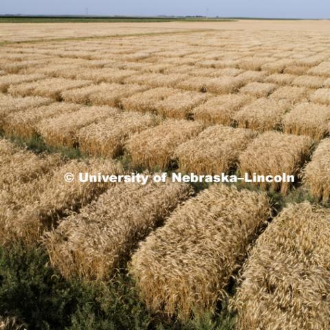 Wheat plots of varieties being tested at the Pearl C. Pogue Peterson Stumpf Education Center. Grant, Nebraska. Aerials of Wheat Harvest in Perkins County Nebraska. July 10, 2018. Photo by Craig Chandler / University Communication.