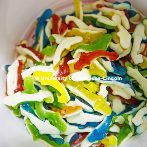 2 1/2 pounds of shark gummies goes into every 3 gallon bucket of Shark Week ice cream. Dairy Store making Shark Week ice cream with gummy sharks in a light blue ice cream. July 18, 2018. Photo by Craig Chandler / University Communication.