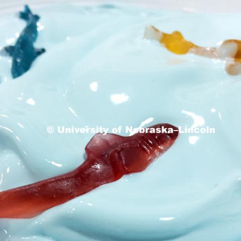 Swimming sharks are added to the top of each bucket since the rest are swimming in the deep blue ice cream. Dairy Store making Shark Week ice cream with gummy sharks in a light blue ice cream. July 18, 2018. Photo by Craig Chandler / University
