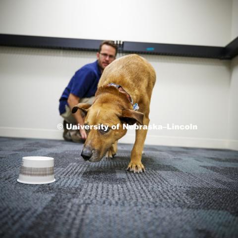 Koda zeros in on the cup holding treats in lab space in CB3. Jeffrey Stevens, Associate Professor of Psychology, has started the Canine Cognition and Human Interaction Lab at CB3. He and Koda, his Louisiana Catahoula Leopard dog, are hosting the Husker