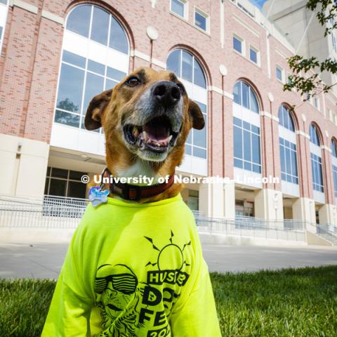 Jeffrey Stevens, Associate Professor of Psychology, has started the Canine Cognition and Human Interaction Lab at CB3. He and Koda, his Louisiana Catahoula Leopard dog, are hosting the Husker Dog Fest on August 11 from 10 a.m. to 2 p.m. on City Campus