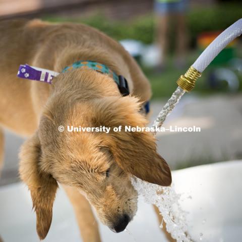 A young golden retriever puppy plays with a hose during the Husker Dog fest on August 11, 2018 on the University of Nebraska-Lincoln Campus. Photo by Alyssa Mae for University Communication.