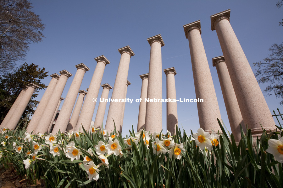 Daffodils bloom in front of the columns on the University of Nebraska–Lincoln city campus on April 5, 2010. Photo by Craig Chandler / University Communications