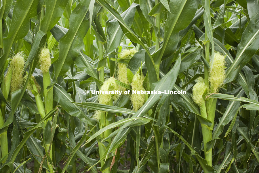  Corn field and center pivot irrigation in south central Nebraska. July, 2010. Photo by Craig Chandler / University Communications