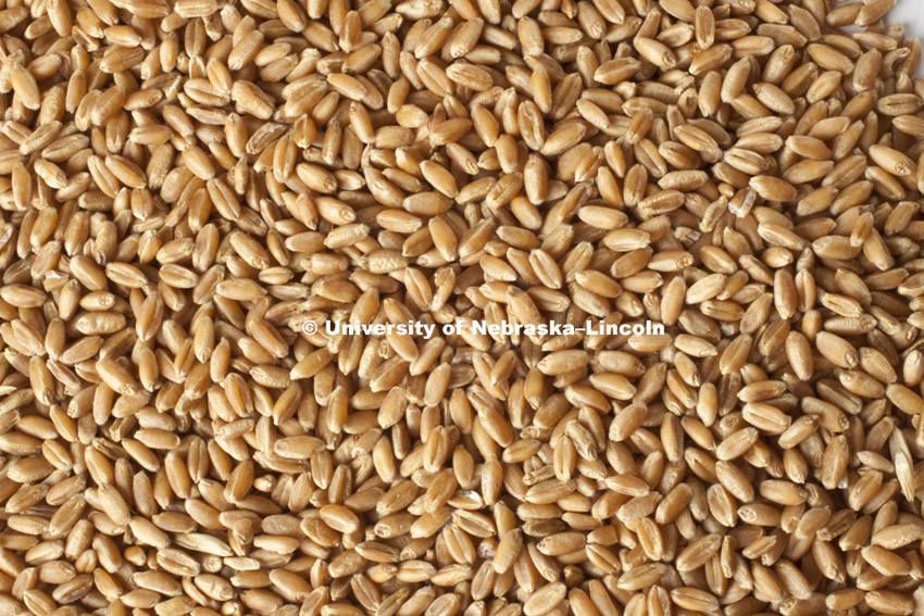 Studio photography of wheat kernels, 120217, Photo by Craig Chandler / University Communications