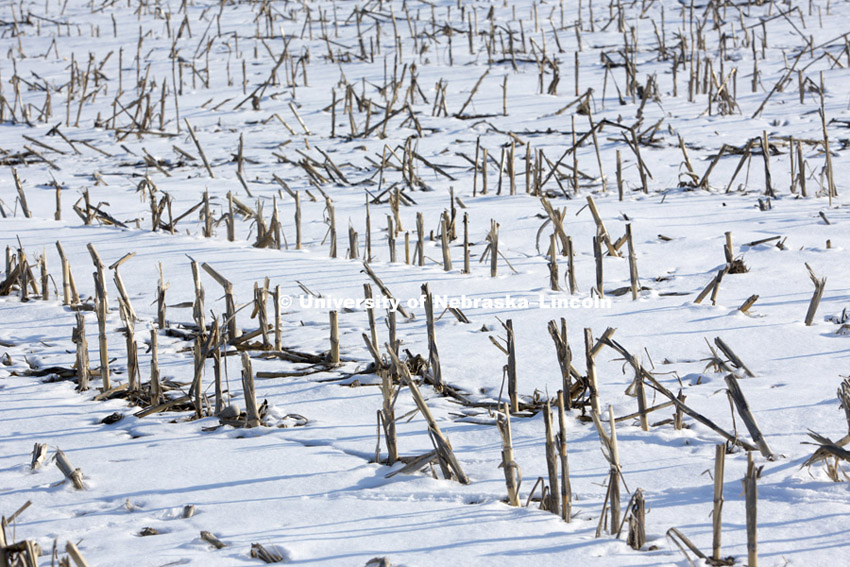 Snow blankets the ground as corn stalks poke through in southern Lancaster County. Saturday, February 24, 2013. Photo by Craig Chandler / University Communications