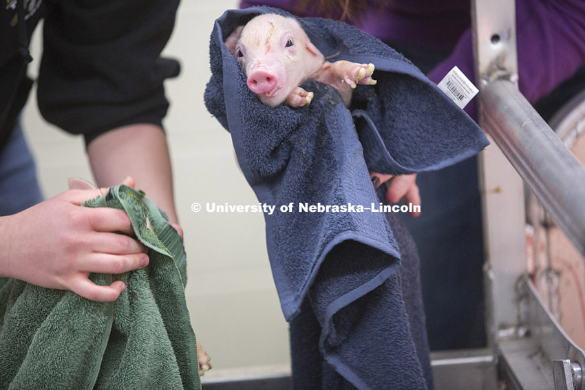 ASCI 150 class learns Farrowing Management while on sow watch on east campus. Bryan A. Reiling, Ph. D. Associate Professor, Animal Science. January 27, 2015. Photo by Craig Chandler / University Communications. 