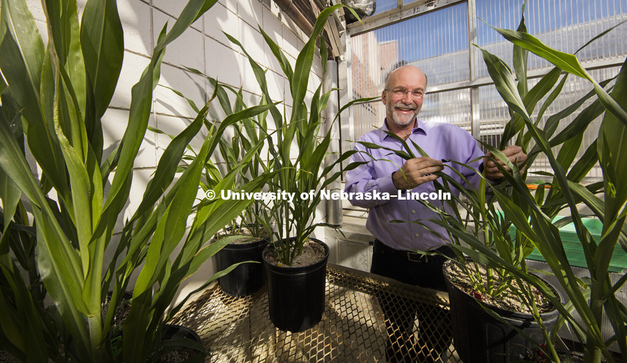 Daniel Schachtman stands with examples of the sorghum he is researching as a better energy source than current plants. 
University of Nebraska Lincoln
Director of Center for Biotechnology
Department of Agronomy and Horticulture
Member of Center for Plant Science Innovation
Beadle Center E243, Lincoln, NE 68588.  March 11, 2016. Photo by Craig Chandler / University Communications.