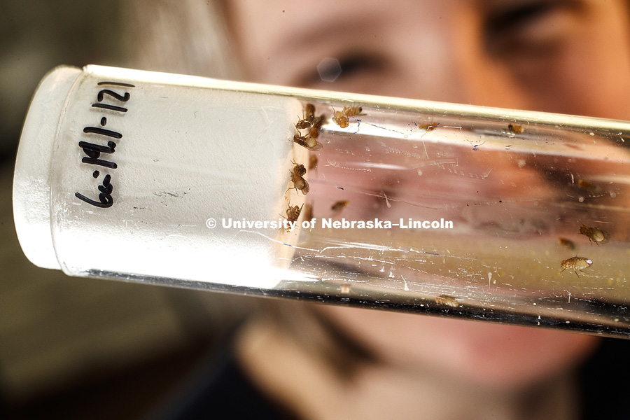 Kristi Montooth holds a vial of genetically marked fruit flies. The markers change the flies eye color. In nature, fruit fly eyes are red. Montooth, Associate Professor of Biology, has published an article about molecular evolution and ethanol tolerance