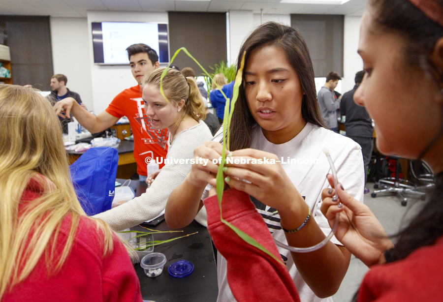 Nathalie Troung attaches a plant to a water-filled tube as part of her group experiment to measure photosynthesis. Students in LIFE 121L - Fundamentals of Biology 2 Laboratory, taught by Altangerel "Auggie" Tsogtsaikhan, graduate student in biological