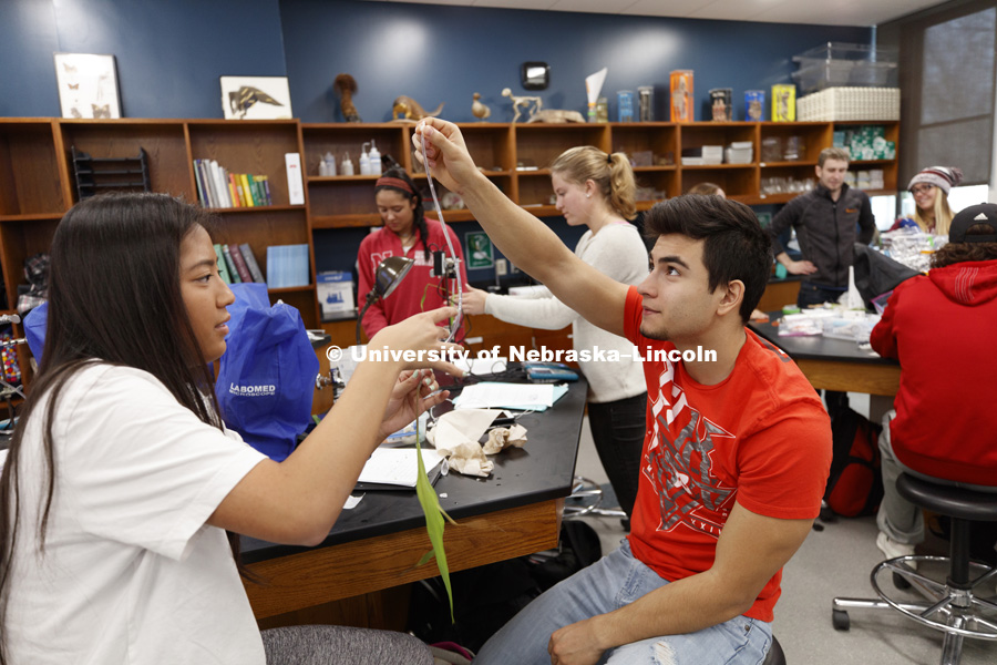 Nathalie Troung and Jon Regalado work to get air bubbles out of a water-filled tube connected to a plant as part of their group experiment to measure photosynthesis. Students in LIFE 121L - Fundamentals of Biology 2 Laboratory, taught by Altangerel 