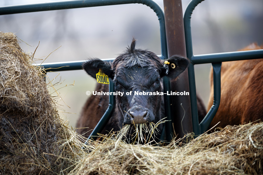 Cattle at Agricultural Research and Development Center in Mead, NE. April 7, 2017. Photo by Craig Chandler / University Communication.