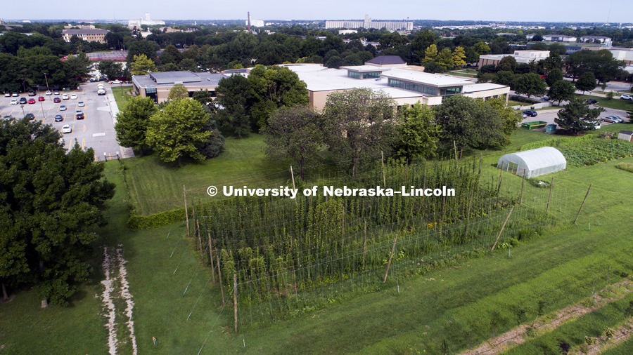 Hops are being grown on east campus. July 31, 2017. Photo by Craig Chandler / University Communication.