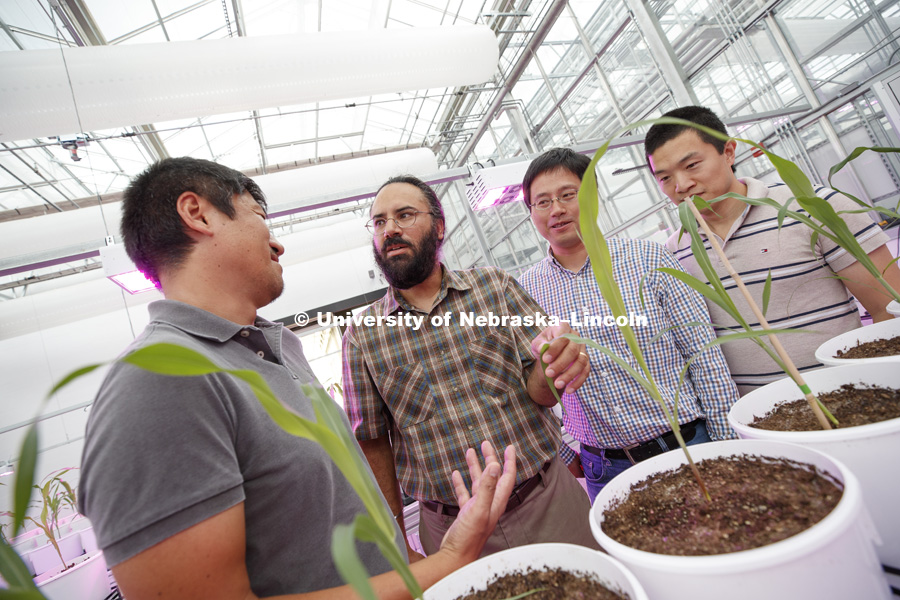 Harkamal Walia and other PIs in the grant discuss experiments in the LemnaTec High-Throughput Plant Phenotyping facility at the Greenhouse Innovation Center on Nebraska Innovation Campus. From left: Toshihiro Obata, Hongfeng Yu, and Qi Zhang. Not pictured