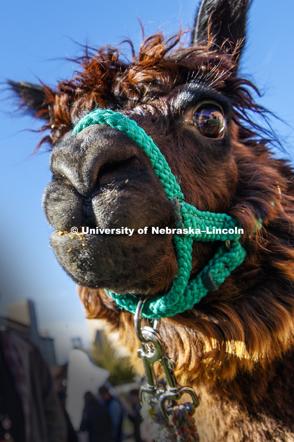 An alpaca was outside the Visitors Center Wednesday. It was brought to campus as part of a theater department costume class where students had to design costumes using textures and colors of various animals. November 15, 2017. Photo by Craig Chandler /