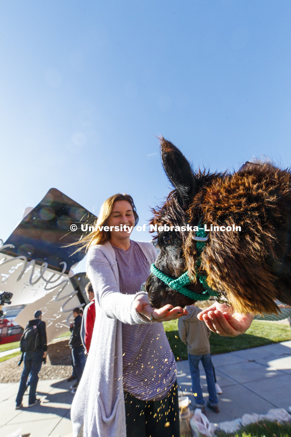Anna Dubas feeds an alpaca. An alpaca was outside the Visitors Center Wednesday. It was brought to campus as part of a theater department costume class where students had to design costumes using textures and colors of various animals. November 15, 2017.