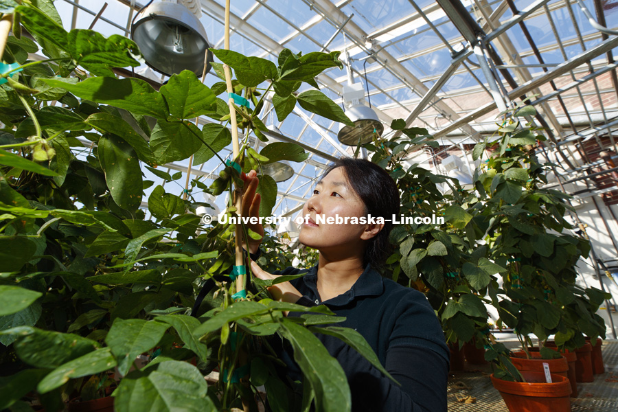 Haejin Kim, a post doc and Senior Research Associate in the Center for Plant Science Innovation, examines soybeans in the Beadle greenhouse. The soybeans are bred for the salmon farming industry and keeps the salmon's meat it's natural pink color when