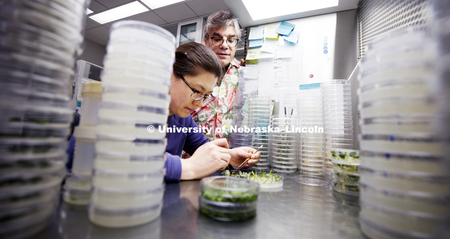 Tom Clemente looks in on as Lili Hou, Post-Doc Research Associate in the Center for Plant Science Innovation, uses a forceps and scalpel on soybean cotyledon explants as they are prepared for culture, first step for soybean transformation. Tom Clemente