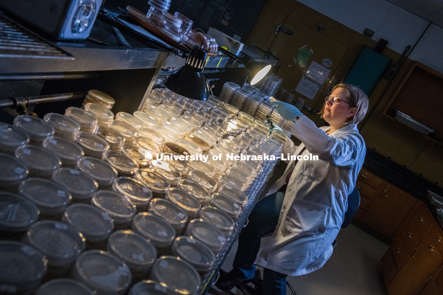 Sydney Everhart, Assistant Professor of Plant Pathology. Sydney is pictured in her lab. Photo for the 2018 publication of the Strategic Discussions for Nebraska magazine. April 9, 2018. Photo by Greg Nathan, University Communication.