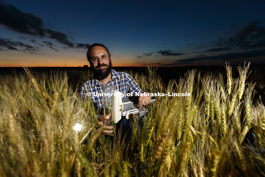 Harkamal Walia measures the carbon being expired by a head of wheat. Walia's research involves measuring the amount of energy a plant uses at night and the relationship how increasing temperatures forces plants to spend less energy producing grain. June 26, 2018. Photo by Craig Chandler / University Communication.