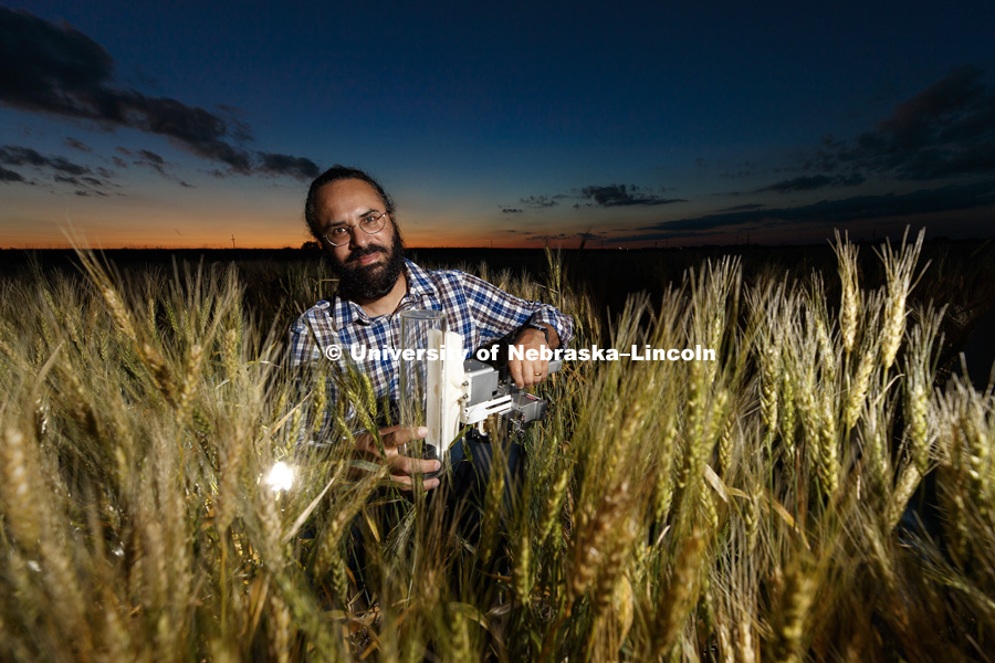Harkamal Walia measures the carbon being expired by a head of wheat. Walia's research involves measuring the amount of energy a plant uses at night and the relationship how increasing temperatures forces plants to spend less energy producing grain. June 26, 2018. Photo by Craig Chandler / University Communication.