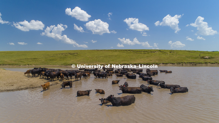 Cattle take a dip in a pond south of Gothenburg, Nebraska. July 12, 2018. Photo by Craig Chandler / University Communication.