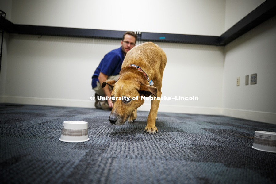 Koda zeros in on the cup holding treats in lab space in CB3. Jeffrey Stevens, Associate Professor of Psychology, has started the Canine Cognition and Human Interaction Lab at CB3. He and Koda, his Louisiana Catahoula Leopard dog, are hosting the Husker