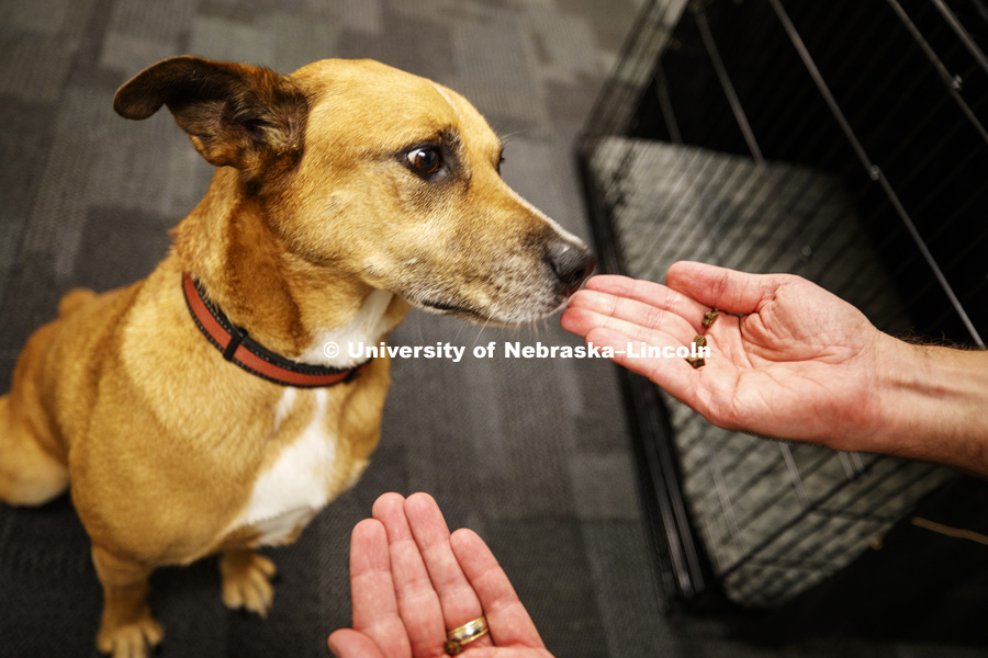 Koda shows his preference to the hand holding more treats in the lab space in CB3. Jeffrey Stevens, Associate Professor of Psychology, has started the Canine Cognition and Human Interaction Lab at CB3. He and Koda, his Louisiana Catahoula Leopard dog, are