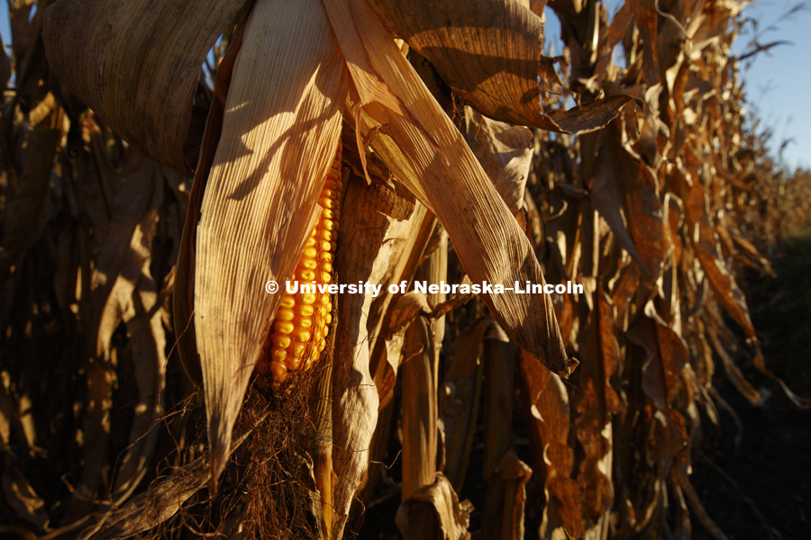Corn field southeast corner of Lancaster County. September 23, 2018. Photo by Craig Chandler / University Communication.