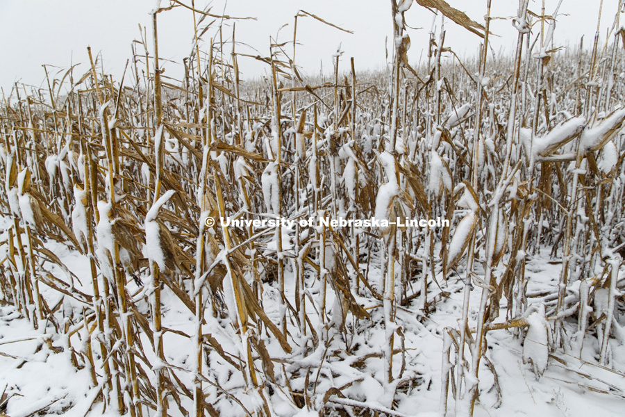 Four inches of snow from an early storm covers a corn field awaiting harvest in southeast Lancaster County. October 14, 2018. Photo by Craig Chandler / University Communication.