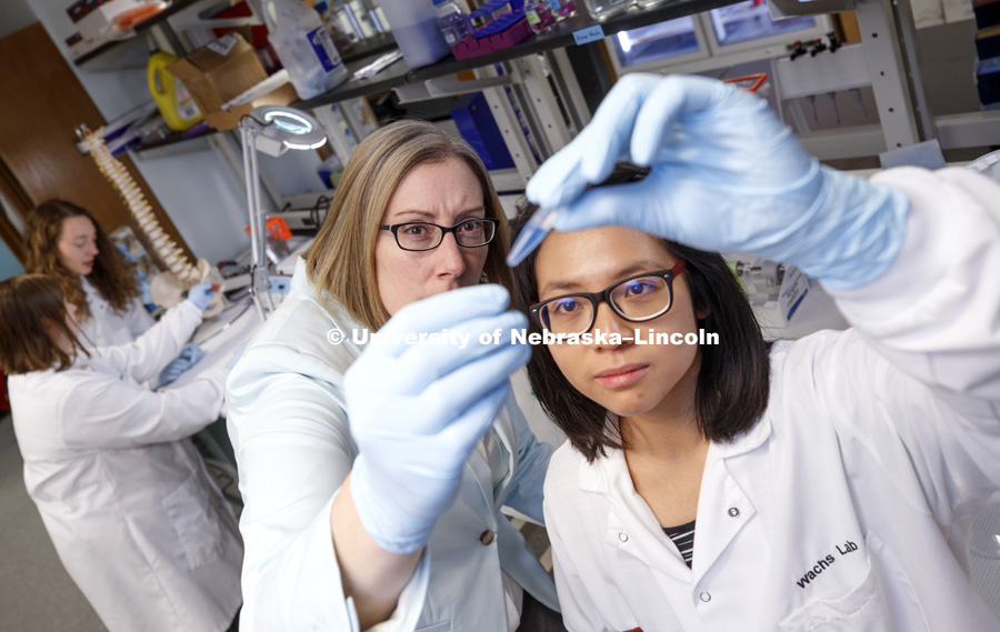Rebecca Wach and Fei San Lee examine a sample in Rebecca Wach's Chase Hall lab.   Rebecca Wachs lab in Chase Hall. The Nebraska Center for Integrated Biomolecular Communication (NCIBC). November 2, 2018. Photo by Craig Chandler / University Communication.