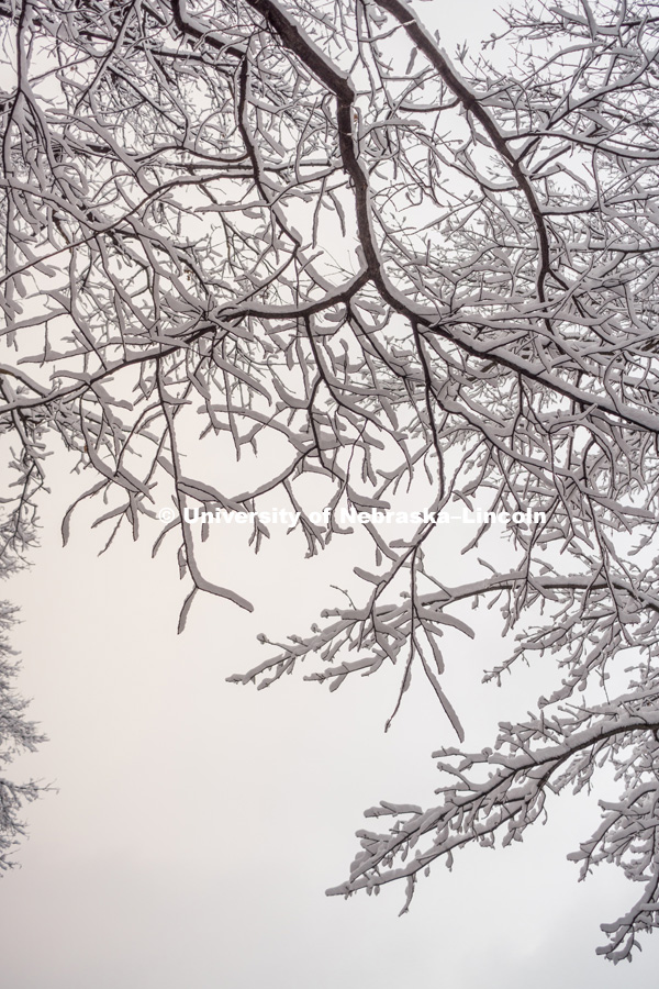 Snow covered tree branches on City Campus. January 12, 2019. Photo by Justin Mohling, University Communication.