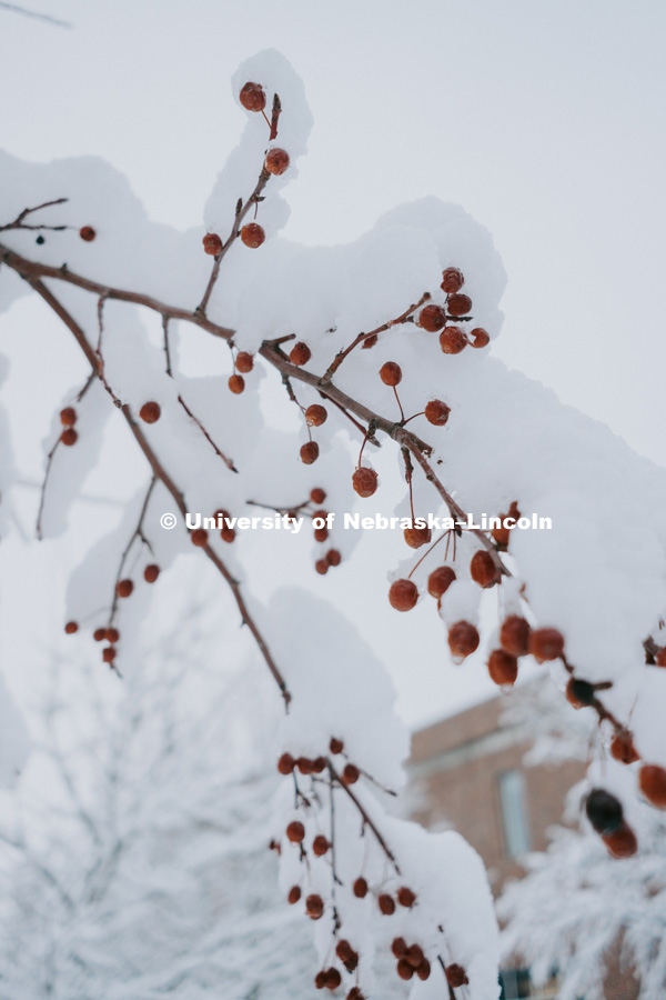 Snow covered tree branch with red berries on City Campus. January 12, 2019. Photo by Justin Mohling, University Communication.