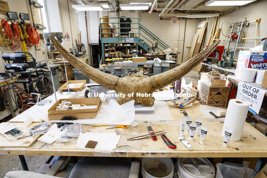 A juvenile skull and horns of a Bison latifrons sits in the work area as it is prepared for display. Bison latifrons is an extinct species of bison that lived in North America during the Pleistocene epoch. B. latifrons thrived in North America for approximately 200,000 years, but became extinct some 20,000–30,000 years ago, at the beginning of the Last Glacial Maximum. Cherish Nebraska exhibit at Morrill Hall's newly remodeled fourth floor. January 23, 2019. Photo by Craig Chandler / University Communication.