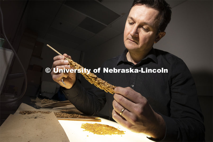 David Holding, Associate Professor in Agronomy and Horticulture, examines a sorghum stalk over a light box. Holding has developed sorghum that is easier for livestock to digest and high in nutrients. January 30, 2019. Photo by Craig Chandler / University Communication.