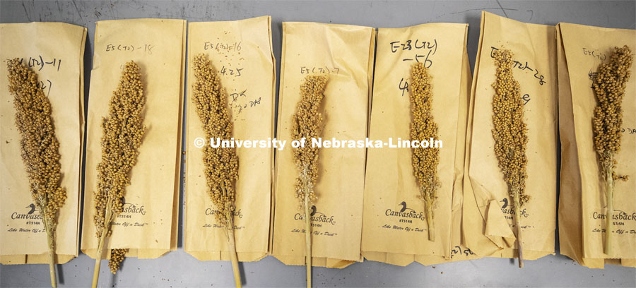 Several harvested stalks of sorghum. David Holding, Associate Professor in Agronomy and Horticulture, has developed sorghum that is easier for livestock to digest and high in nutrients. January 30, 2019. Photo by Craig Chandler / University Communication.