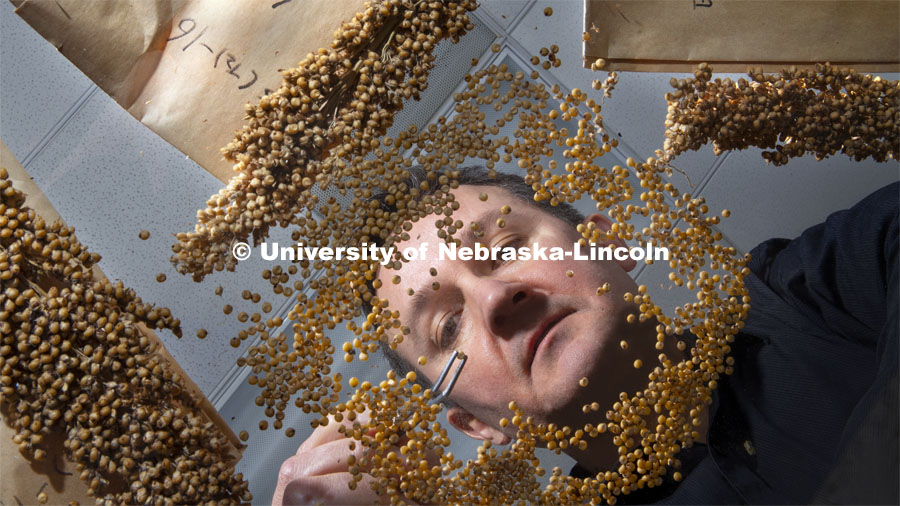 David Holding, Associate Professor in Agronomy and Horticulture, has developed sorghum that is easier for livestock to digest and high in nutrients. January 30, 2019. Photo by Craig Chandler / University Communication.